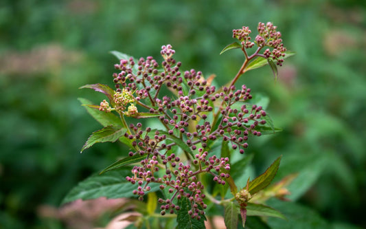 How to Create a Butterfly & Bee-Friendly Garden