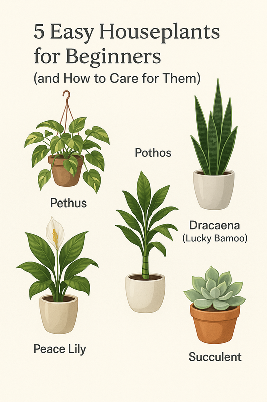 5 Easy Houseplants for Beginners (and How to Care for Them)