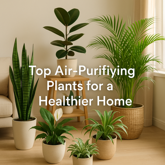 Top Air-Purifying Plants for a Healthier Home