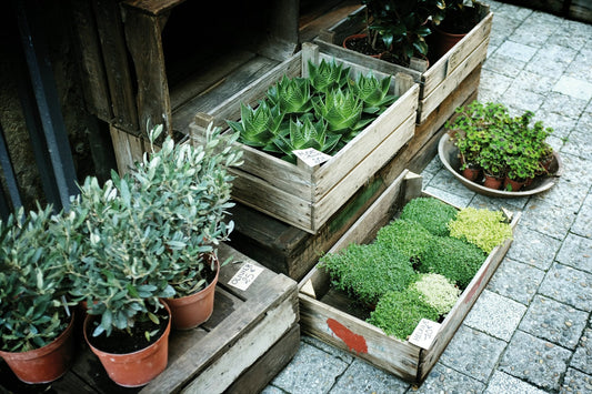 Container Gardening: Growing Your Own Food in Small Spaces
