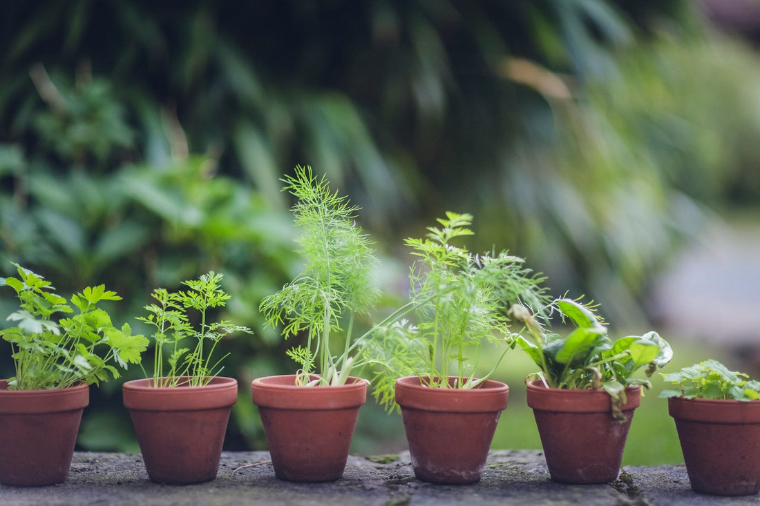 10 Easy-to-Grow Plants for Beginner Gardeners