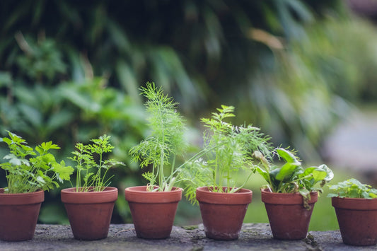 10 Easy-to-Grow Plants for Beginner Gardeners