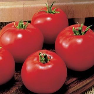 Park Seed Variety of Tomato Vegetable Seeds, Plant Seeds, Easy to Grow, Perfect for Harvesting, MoneyMaker, Pack of 500