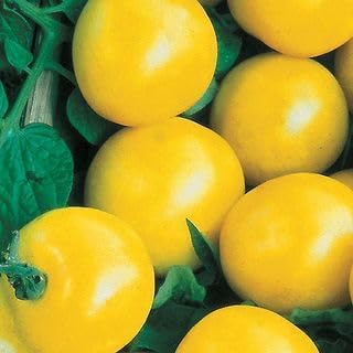 Park Seed Variety of Tomato Vegetable Seeds, Plant Seeds, Easy to Grow, Perfect for Harvesting, Lemon Boy Hybrid, Pack of 250