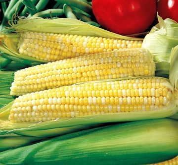 Park Seed Variety of Corn Vegetable Seeds, Plant Seeds, Easy to Grow, Perfect for Harvesting, Ambrosia Hybrid, Pack of 200