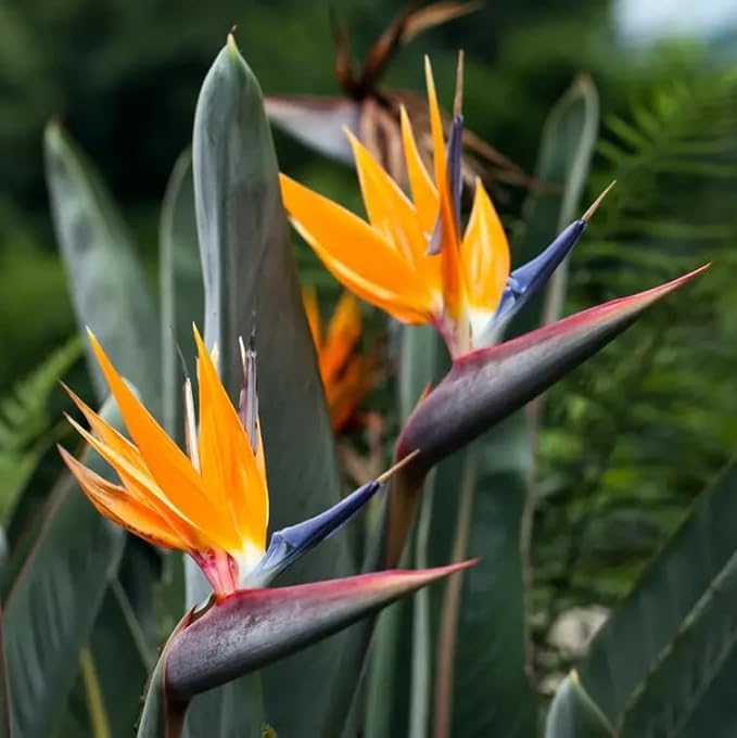 Bird of Paradise - Orange - Strelitzia Reginae. (4 Orange BoP in Cup)
