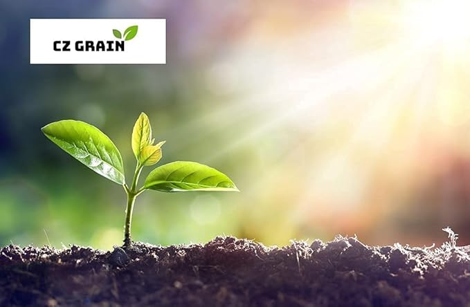 Iron Cross Shamrock Bulbs for Planting - Fast Growing Year Round Color Indoors or Outdoors - Oxalis Shamrock Bulbs for Good Luck (20 Bulbs)