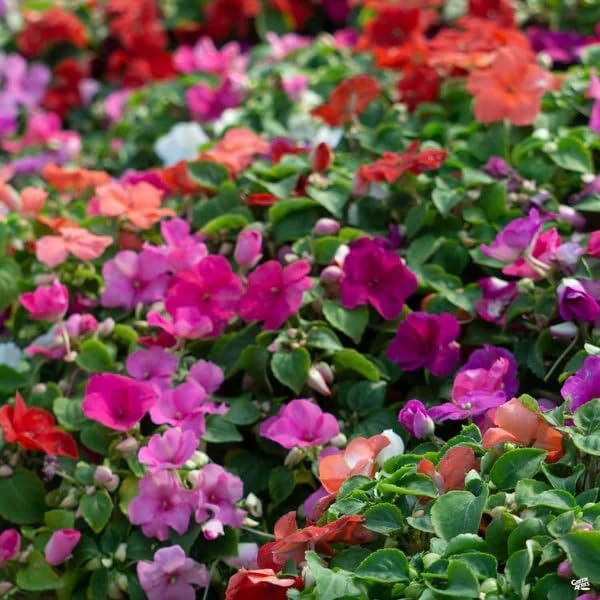 Mixed Impatiens Seeds for Planting - 300 Balsamina Balsam Camellia Impatiens Seeds Annual Flowers for Planting