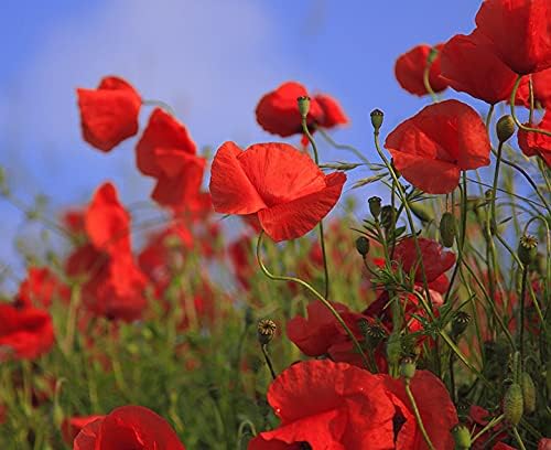 Set of Flower Seed Packets! Flower Seeds in Bulk - Great for Creating The Garden of Your Dreams! (50, Aster - Powderpuff Mix)