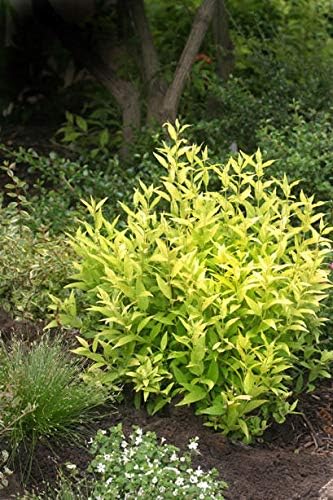 Proven Winners - Deutzia gracilis Chardonnay Pearls (Chardonnay Pearls Deutzia) Shrub, white flowers, #2 - Size Container