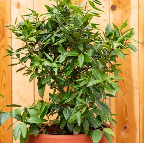 Mediterranean Bay Leaf, Bay Laurel Live Plant. Standard Variety - Laurus Nobilis. Live Plant. Fragrant, Fresh, Edible. Best for Ground Planting Outdoor. (2 Bay Laurel Plants in Cup)