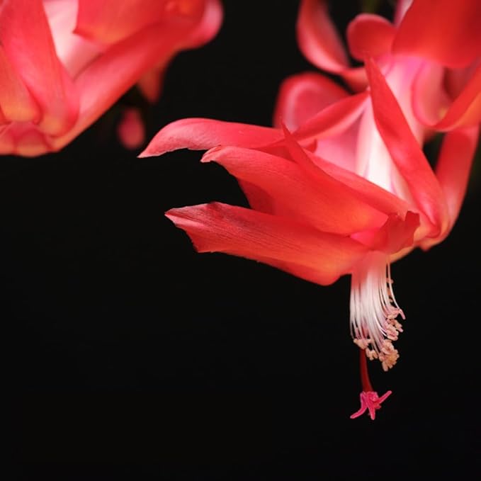 TriStar Plants - Thanksgiving Cactus - 4" inch Pot, Fasle Christmas Cactus, Easter Cactus, Holiday Plant, Winter Flowers, Christmas Plants, Winter Blooms (Caribbean Dancer)