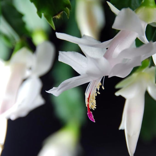 TriStar Plants - Thanksgiving Cactus - 4" inch Pot, Fasle Christmas Cactus, Easter Cactus, Holiday Plant, Winter Flowers, Christmas Plants, Winter Blooms (White)