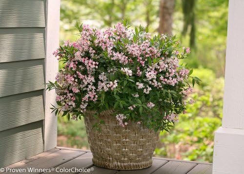 Proven Winners - Deutzia Yuki Cherry Blossom (Yuki Cherry Blossom Deutzia) Shrub, pink flowers, #3 - Size Container