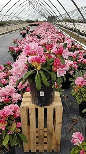 Rhododendron yak. 'Prince' (Rhododendron) Evergreen, pink flowers with dark pink edge, #2 - Size Container