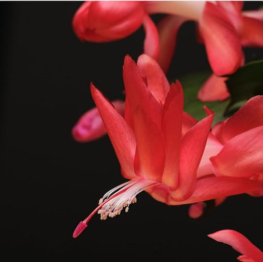 TriStar Plants - Thanksgiving Cactus - 4" inch Pot, Fasle Christmas Cactus, Easter Cactus, Holiday Plant, Winter Flowers, Christmas Plants, Winter Blooms (Red)