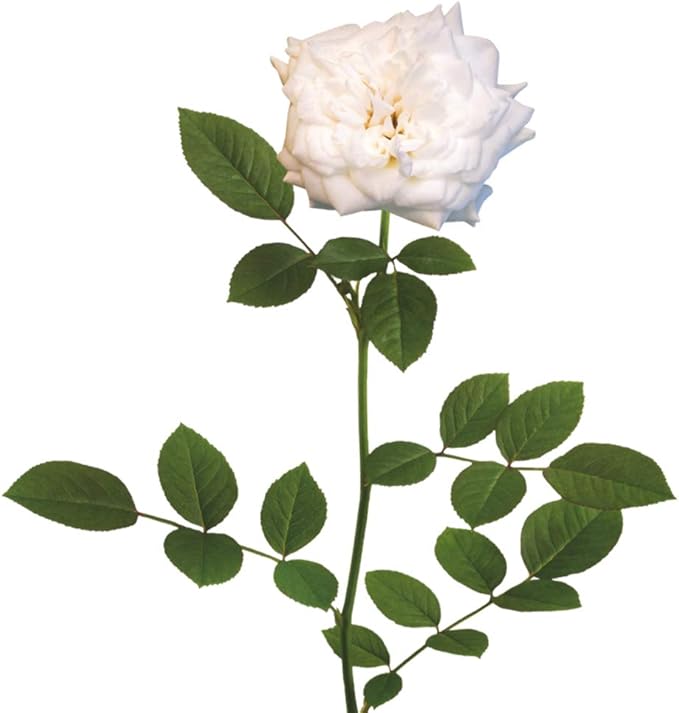 PERFECT PLANTS White Drift Rose Live Plant, 3 Gallon, Includes Care Guide