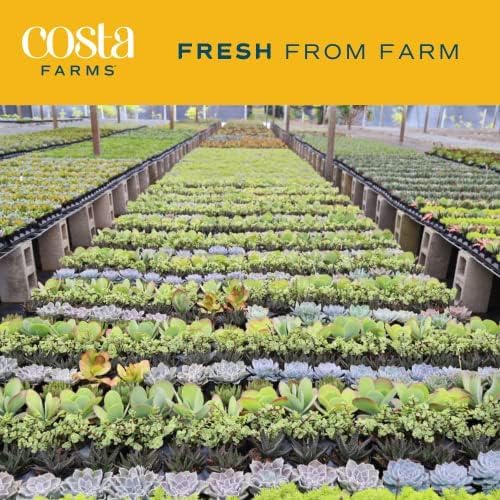 Costa Farms Live Succulent, Easy to Grow Haworthia Plant in Planter Pot, Succulent Houseplant in Potting Soil, Indoors Garden Gift, Cacti Room Décor and Home Décor, 4-Inches Tall