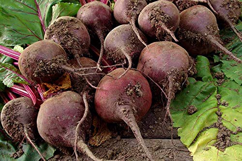 Potassium Polyacrylate Super Absorbent Polymer 20 Pounds