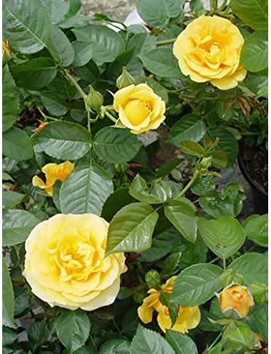 Rosa Julia Child (Floribunda Rose) Rose, yellow flowers, #3 - Size Container