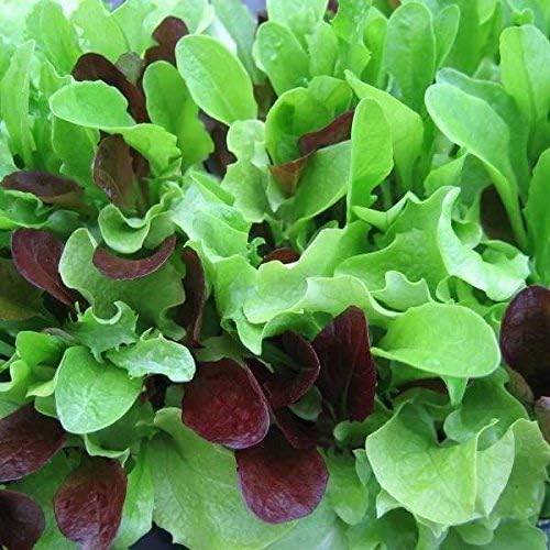 Dirt Goddess Super Seeds ~ Mesclun Mix Seeds (1 LB) Non GMO 425,000 Seeds Bulk