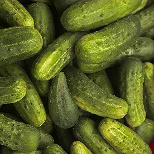 Park Seed National Pickling Cucumber Seeds, A Favorite Heirloom, Pack of 30 Seeds