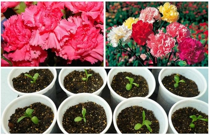 Seeds Carnation Shabo Mix Biennial Flowers