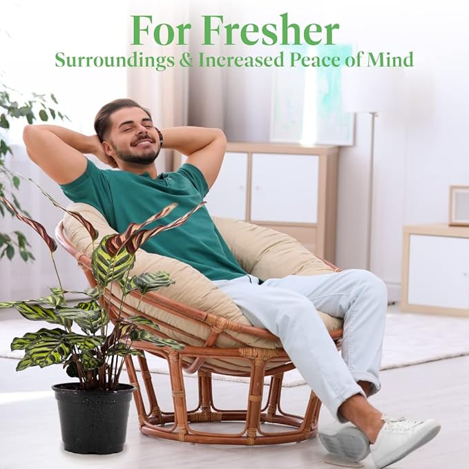 American Plant Exchange Calathea Makoyana, Stylish Pot Cover Included, 6-Inch Pot, Easy Care, Live Indoor Prayer Plant, Pet Safe, Tropical Houseplant for Home & Office Décor