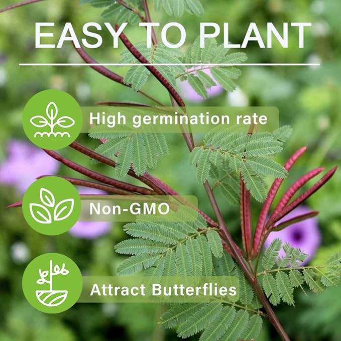 300+ Perennial Mimosa Seeds for Planting Outdoors Non GMO Organic