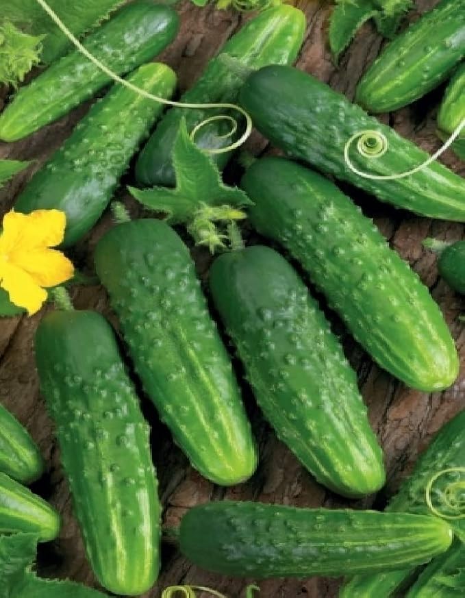 Seeds Self-Pollinated Cucumber Be st Seller 37 Days for Pickling Indoor Non GMO Hybrid