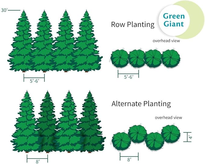 Brighter Blooms - Thuja Green Giant, 3-4 Feet - Live Plant - No Shipping to AK, AZ, HI, OR