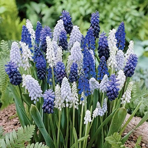 36 Muscari Deft Blue Moon Mixture - Grape Hyacinth