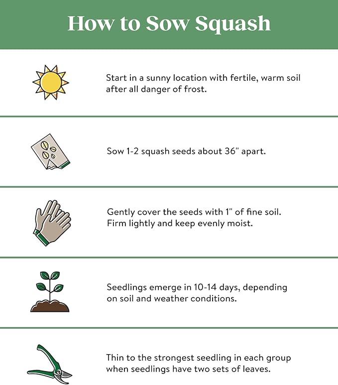 Burpee Super Sweet 100' Hybrid Cherry Tomato, 50 Seeds & Black Beauty Zucchini Summer Squash Seeds 100 Seeds