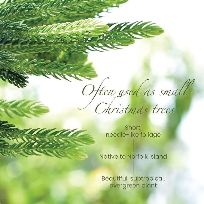 American Plant Exchange Live Norfolk Island Pine Plant, Plant Pot for Home and Garden Decor, 6" Pot