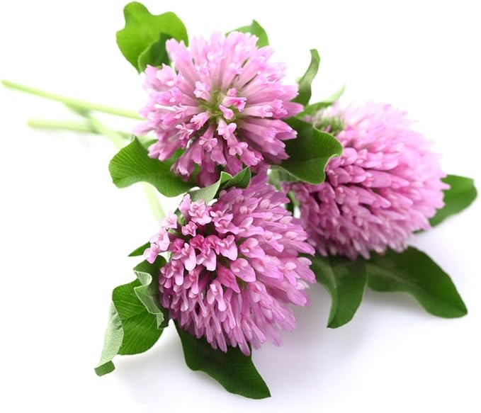 Todd's Seeds Red Clover Seeds, Non-GMO, Chemical Free, High Germination (1/4 Pound)