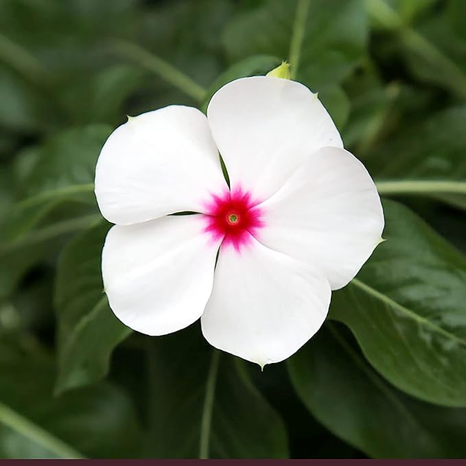 Catharanthus Roseus Seeds Rosy Periwinkle Perennial Annual Attracts Butterflies Rabbit Resistant Borders Patio Containers Outdoor 100Pcs Mixed Colors Flower Seeds by YEGAOL Garden