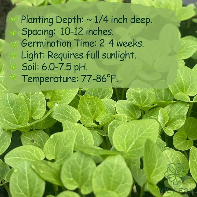 Premium Rare Hollyhock Seeds – 400+ Queeny Dwarf Hollyhock Flower Seeds – Non-GMO, Heirloom Perennial – Showy Blooms for Outdoor Planting (Queeny Hollyhock)