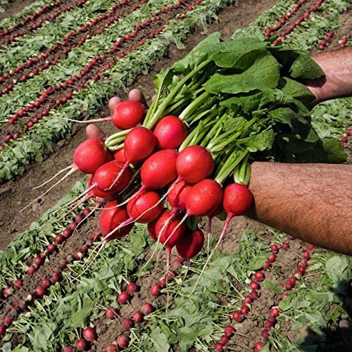 Park Seed Radish Vegatable Plant Seeds, Easy to Grow, Variety of Colors, Spring Garden, Rivoli Hybrid, Pack of 100