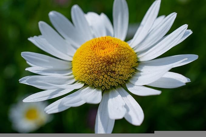 Set of 50 Shasta Daisy Seed Packets! Flower Seeds in Bulk - 50 Individual Packets (50, Shasta Daisy)