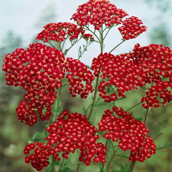 Outsidepride Cerise Queen Yarrow Seeds – 5000 Pcs. Perennial, Versatile, Clump-Forming, & Drought Tolerant Flower Seeds for Planting Fragrant & Vibrant Blooms, Ideal for Pollinator Gardens