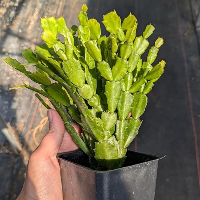 TriStar Plants - Thanksgiving Cactus - 4" inch Pot, Fasle Christmas Cactus, Easter Cactus, Holiday Plant, Winter Flowers, Christmas Plants, Winter Blooms (Purple Dancer)