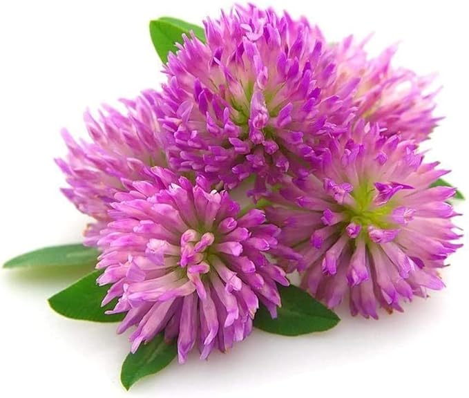 Todd's Seeds Red Clover Seeds, Non-GMO, Chemical Free, High Germination (One Pound)