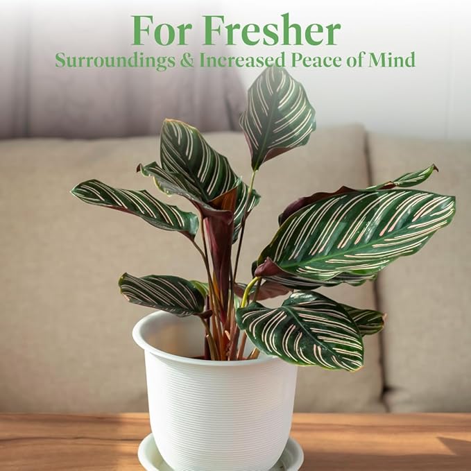 American Plant Exchange Calathea Ornata “Pinstripe” Live Prayer Plant, 6-Inch Pot, W/Stylish Cover, Pet Safe, Low Light, Air Purifying, Easy to Care, Stunning Indoor Houseplant