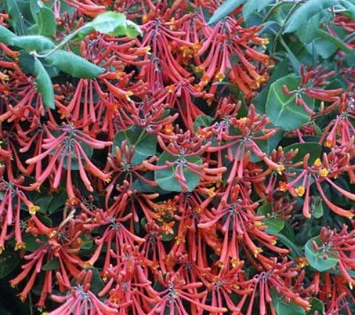 Major Wheeler Honeysuckle Vine - Perennial - Lonicera - 2.5" Pot - Fragrant