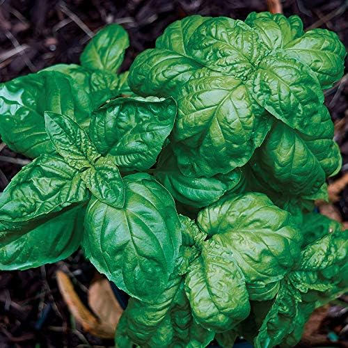 Park Seed Basil Herb Plant Seeds, Easy to Grow, Variety of Colors, Spring Garden, Organic Aromatic Emily, Pack of 100