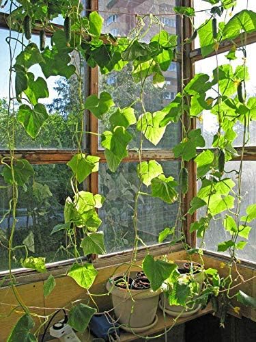 Seeds Vegetable Indoor Cucumber F1 Self-Pollinating All Seasons Vine Plant for Pickling - 10 Seeds