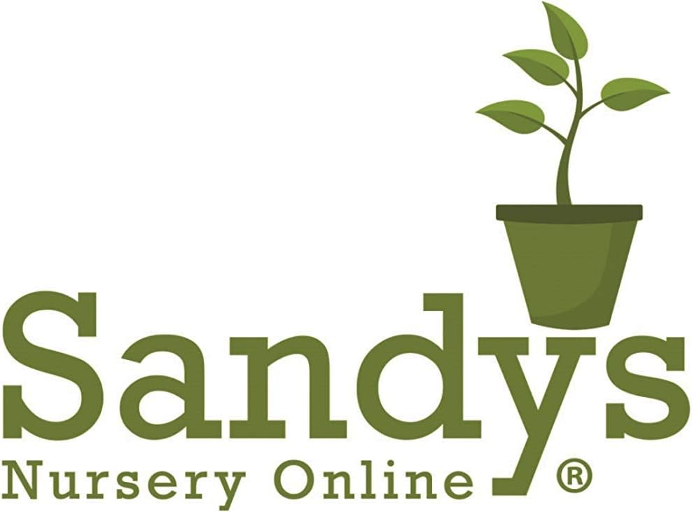 Thuja Green Giant Arborvitae Lot of 20, Quart Pot