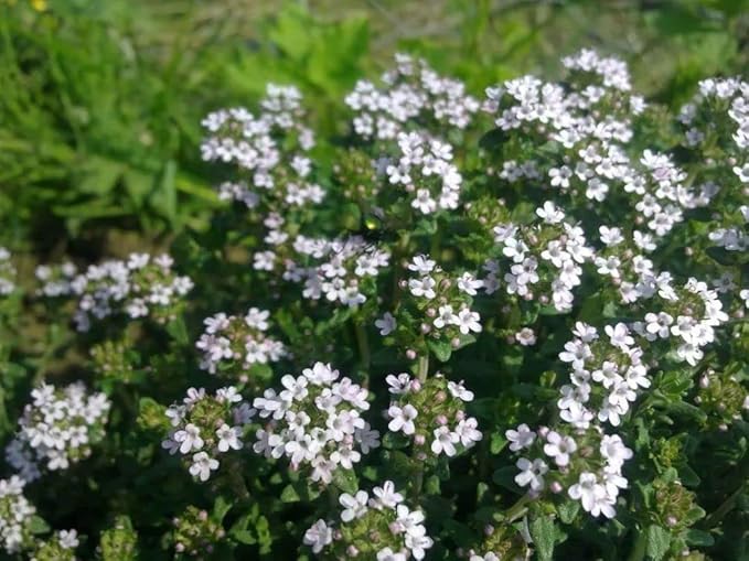 Mix Creeping Thyme Seeds for Planting, Ground Cover Plants - 1000 Pcs