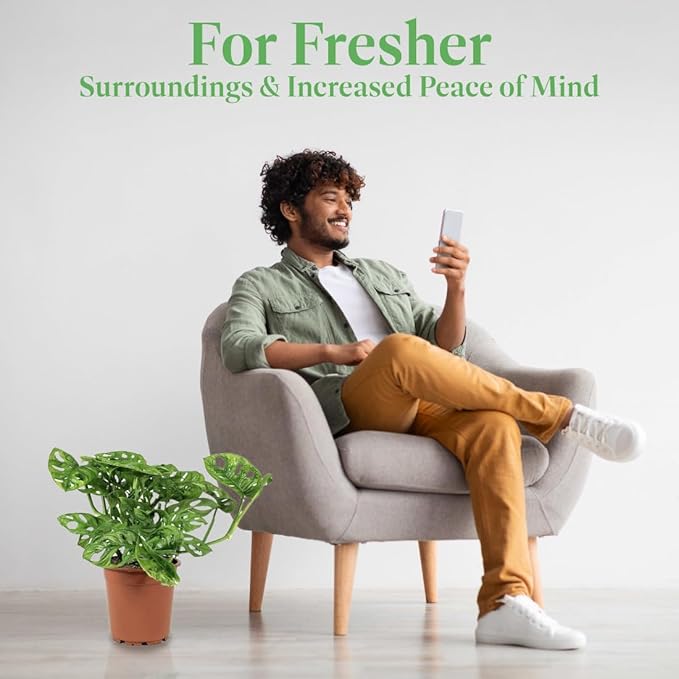 American Plant Exchange Monstera Adansonii Swiss Cheese Vine, Live 6-Inch Plant Pot for Home and Garden Decor, Air Purifying