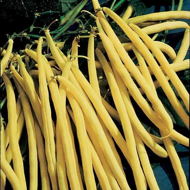 Park Seed Bean Seeds Harvest and Grow Your Own Spring Garden Vegetables, Rocdor, Pack of 100